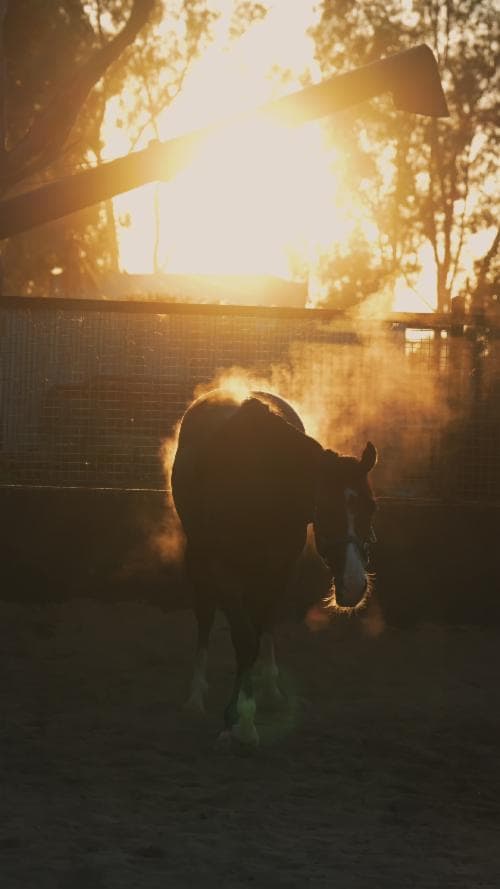 Stable Profile.mov